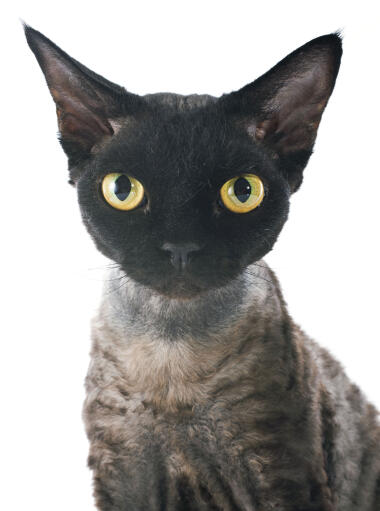 Devon Rex kat | Breeds