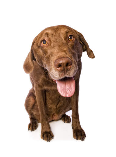 Det kærlige ansigt af en chesapeake bay retriever