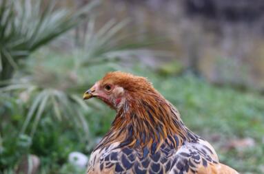 Et nærbillede af en brun kylling i en have
