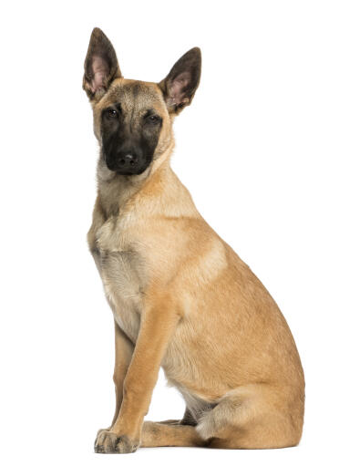 Belgisk hyrdehund (Malinois) | Breeds