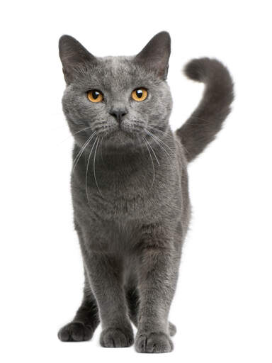 En glad chartreux-kat med krøllet hale