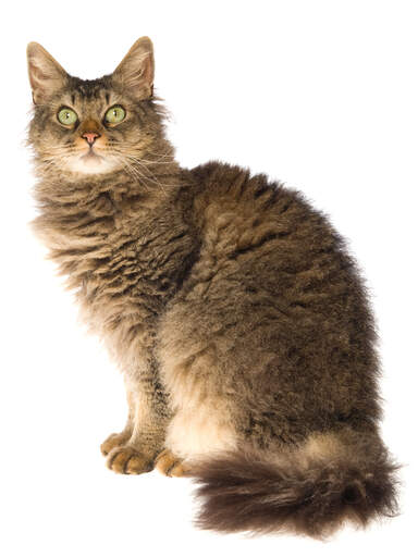 En laperm kat med en pjusket pels