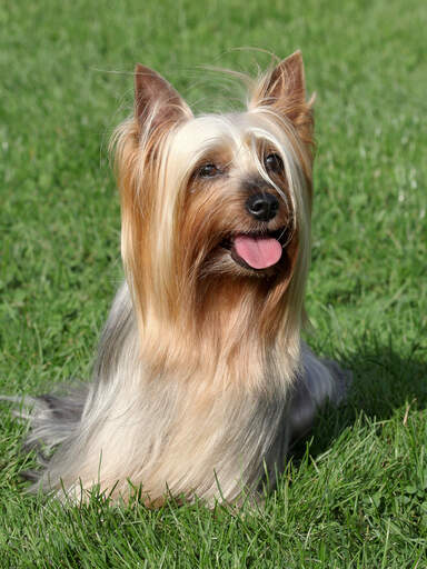 En smuk, lille, langhåret, silkeagtig terrier, der tålmodigt sidder på græsset
