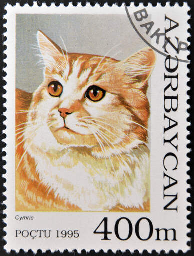 Et frimærke fra azerbajdsjan med et cymric trykt på det