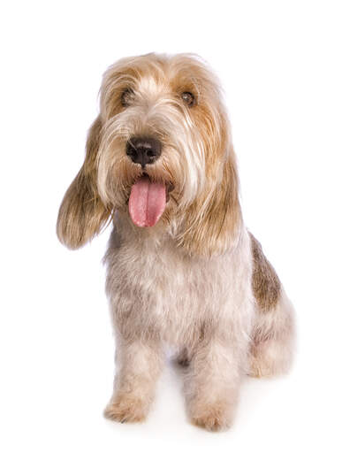Fransk clearance basset griffon