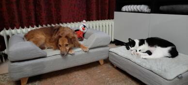 Hund og kat sover på deres Omlet Topology hundesenge