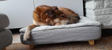 Hund sover på Omlet Topology hundeseng med quiltet topmadras og firkantede træfødder