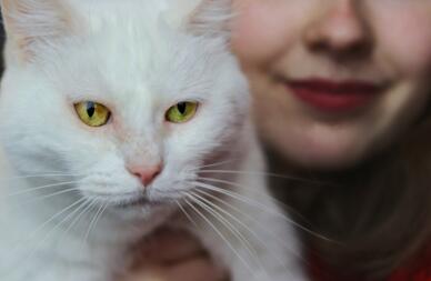 En hvid kat med gule øjne, der holdes af en kvinde