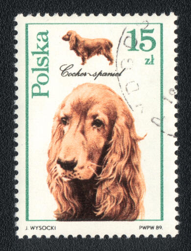 En cocker spaniel på et polsk frimærke
