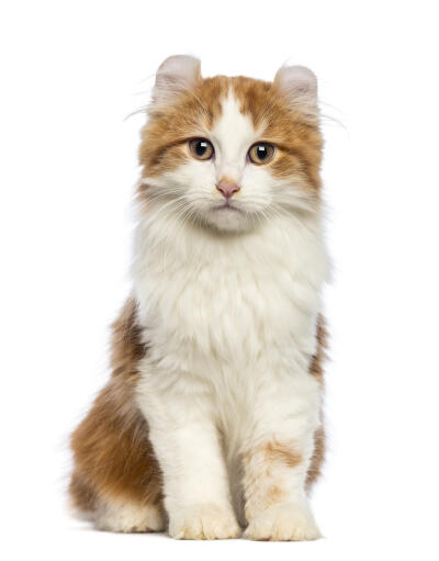 tyv Maladroit systematisk Amerikansk krølle (langhåret) kat | Cat Breeds