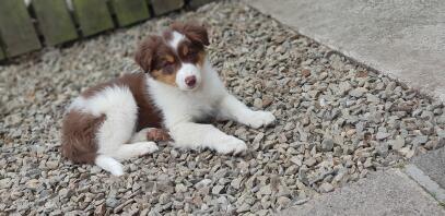 Rød og brunfarvet trefarvet collie .. Kobi