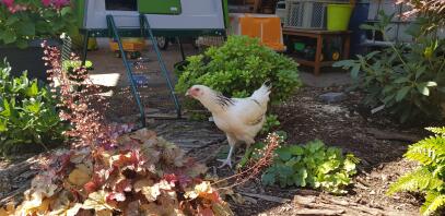 En hvid kylling i en have med en Eglu Cube bag den