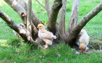 Høns ved træ
