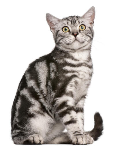 barm Moderat tragedie Britisk korthår - Tabby kat | Cat Breeds