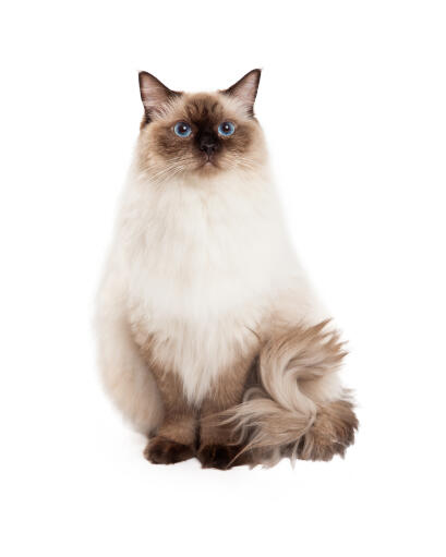 Forbrydelse aflevere Regelmæssigt Ragdoll kat | Cat Breeds