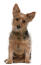 En dejlig australian terrier med en wirey pels, der kigger nysgerrigt
