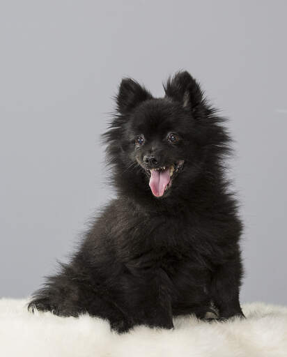 Tysk Spitz hund Breeds