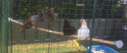 Masser af grå brune og hvide kyllinger på en træpæl i en løbegård