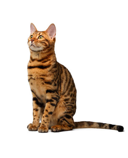 En dejlig bengalsk kat med strålende markeringer