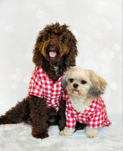 Hunde i rød og hvid hundefrakke