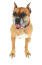 En sød boxerhund med dybe brune øjne og afklippede ører