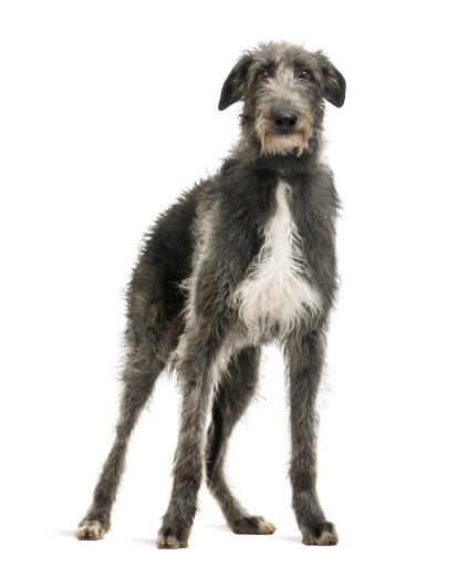 En sund ung voksen skotsk deerhound med en typisk grå og hvid pels