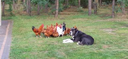 En stor sort-hvid hund omgivet af en flok høns