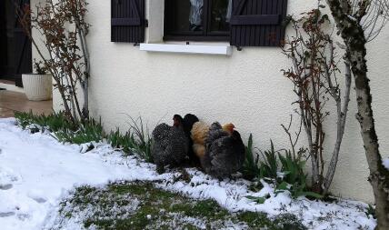 Høns i Snow