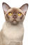 En champagne burmesisk kat med en brun næse og Golden øjne