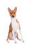 En smuk ung brun og hvid basenji, der sidder stolt