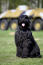 En voksen sort russian terrier med en sund, sort pels