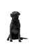 En smuk, sort labrador retriever, der sidder pænt og viser sin sunde, tykke pels frem