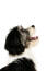Et nærbillede af en polsk lavlandshyrdehunds smukke korte næse