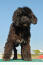 En portugisisk vandhund, der står oprejst og viser sin vidunderlige tykke mørke pels frem