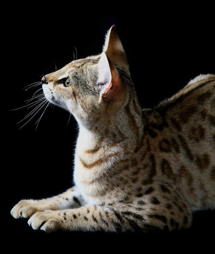 foder Baron Serrated Savannah kat | Cat Breeds