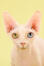 En bambino kat med heterokromi øjne
