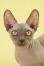 En mørk bambino kat med Golden øjne og store ører