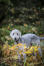 En smuk, lille bedlington terrier leger udenfor