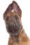 En fræk belgisk hyrdehunds (laekenois) hoved