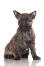 En kortpelset, trådagtig, ung cairn terrier hvalp
