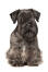 En cesky terrier med vidunderlige spidse ører og lange frynser