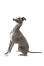 En smuk grå og hvid voksen italiensk greyhound, der sidder meget opmærksomt