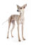 En lysebrun italiensk greyhound med spidse ører, der venter på en kommando
