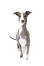 En italiensk greyhound, der viser sine vidunderlige spidse ører