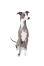 En voksen italiensk greyhound, der sidder pænt og venter på en kommando