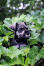 En vidunderlig dværgschnauzer med et hoved, der stikker ud af buskene
