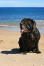 En moden neapolitansk mastiff, der slapper af nær stranden