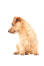 En smuk lille norfolk terrier med en sund, tyk, trådagtig pels