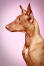En smuk profil af en sund, voksen faraohhund
