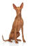En GorGeous tæve pharaoh hound sidder pænt
